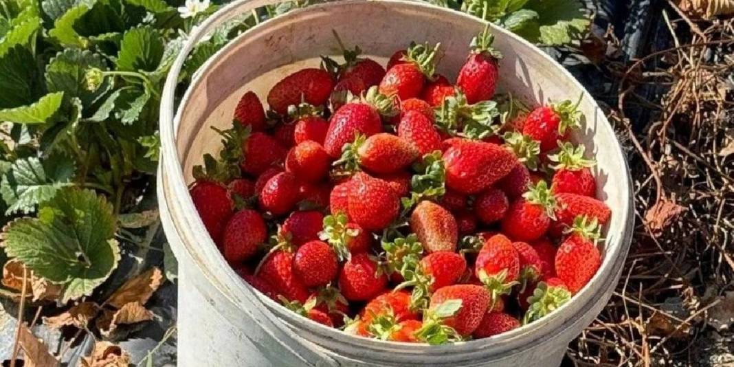 Yetiştiren pişman olmuyor! Bu yıl 15 ton ürün hedefliyor: Üretimi her geçen gün yaygınlaşıyor 3